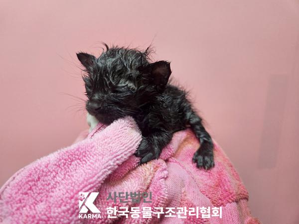 보호중 한국 고양이…