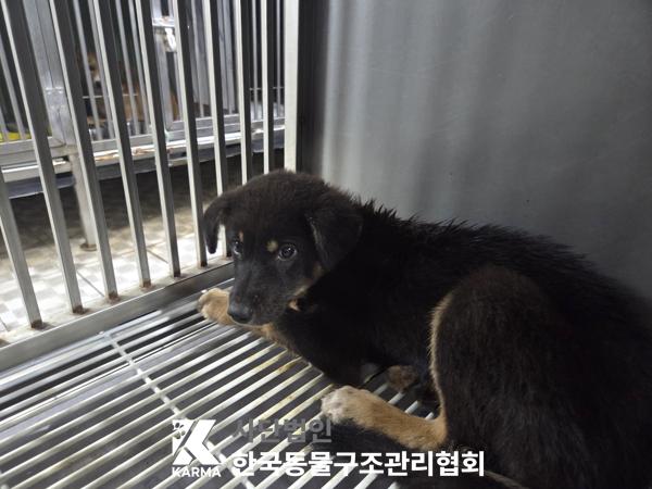 보호중 한국 고양이…