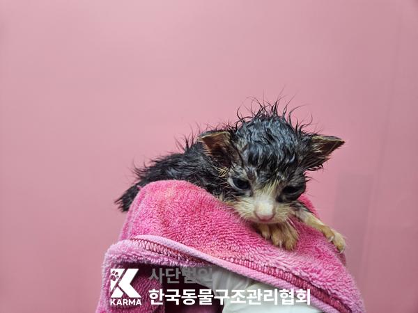 보호중 한국 고양이…