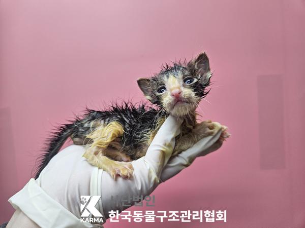 보호중 한국 고양이…