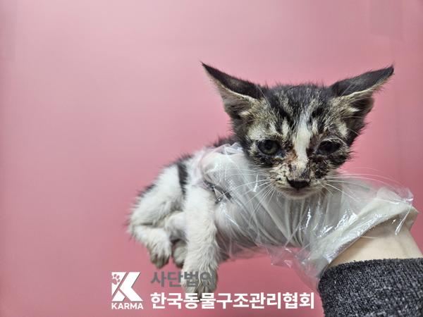 보호중 한국 고양이…