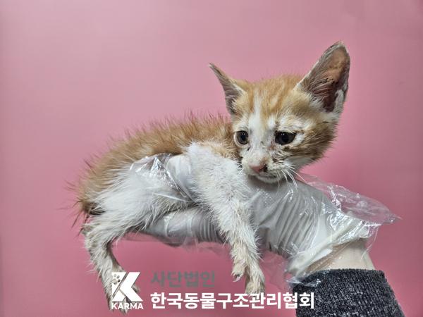 보호중 한국 고양이…