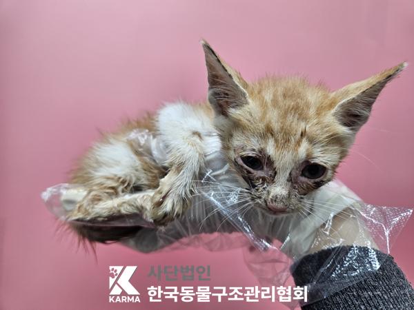 한국동물구조관리협회_441409202501316
