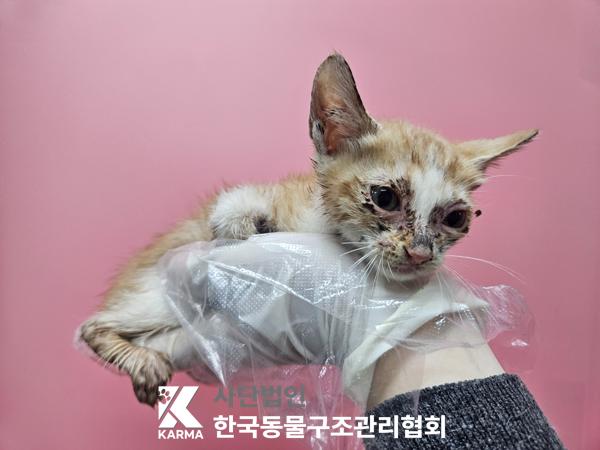 보호중 한국 고양이…