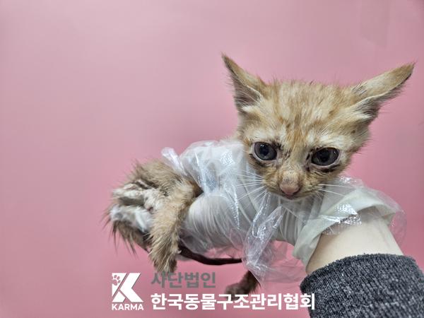 보호중 한국 고양이…