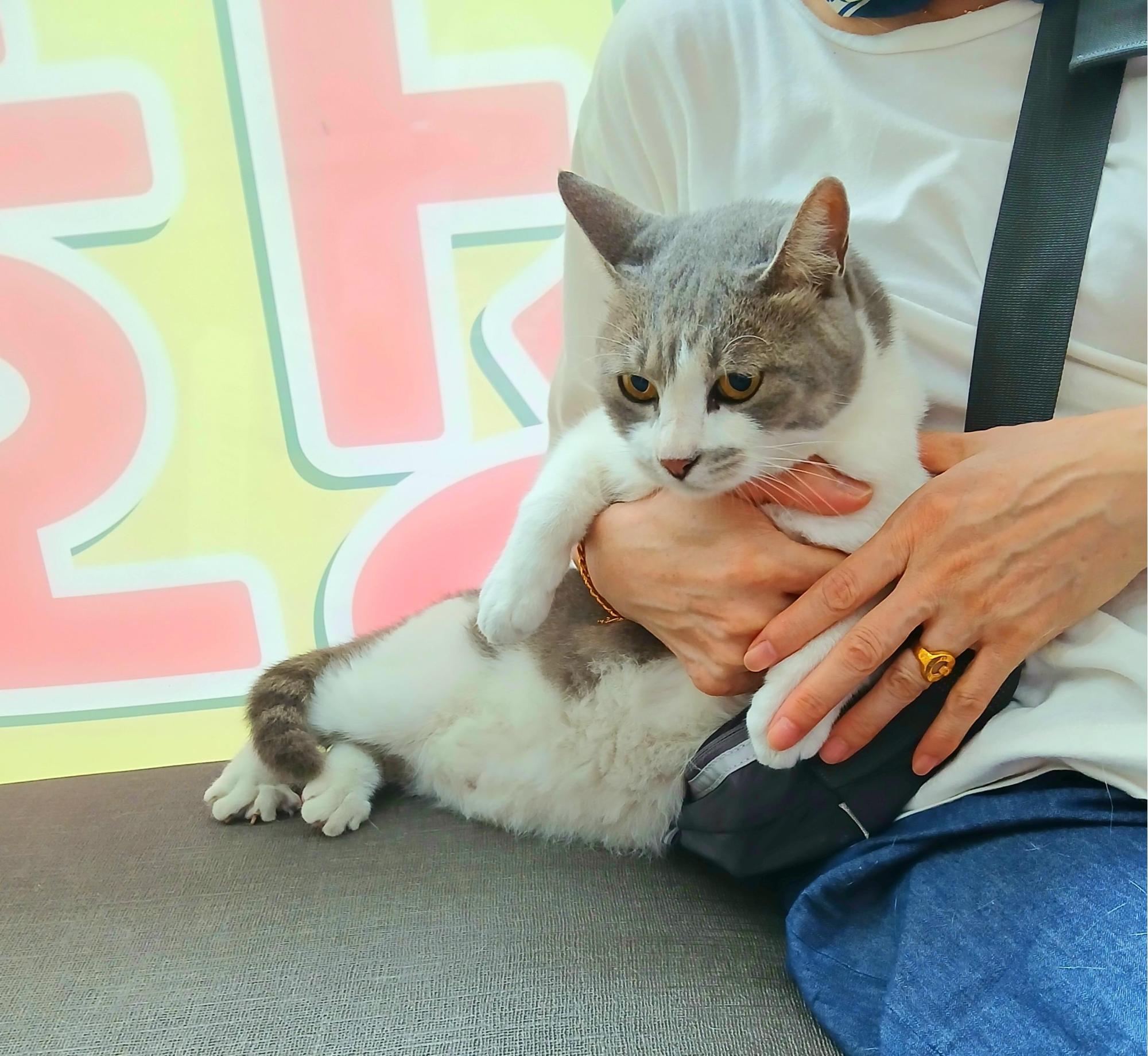 보호중 믹스묘의 가…