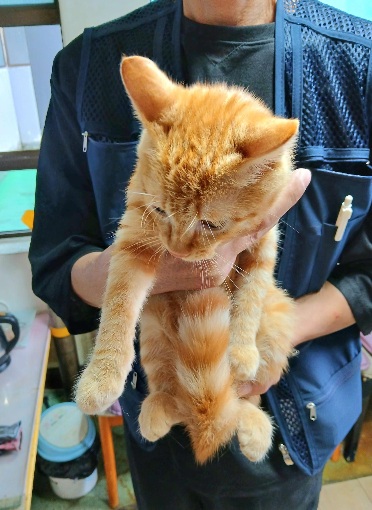 보호중 한국 고양이…
