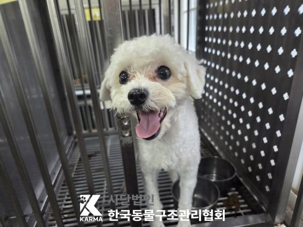 보호중 푸들의 가족…