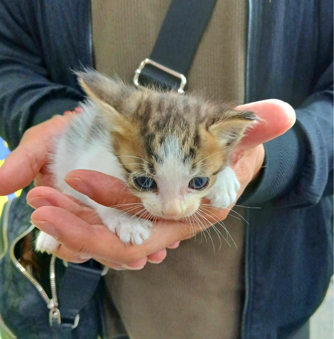 보호중 믹스묘의 가…