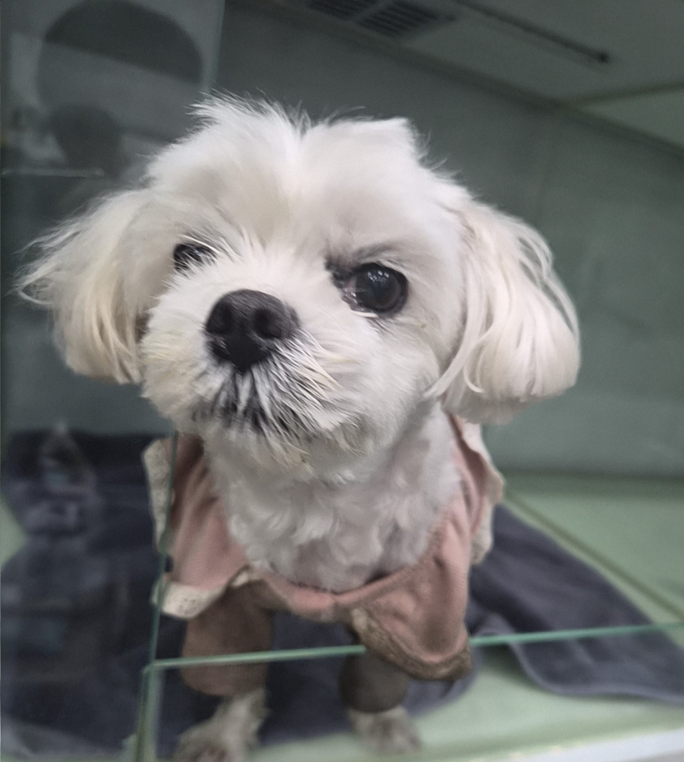 군산유기동물보호센터_445467202501633