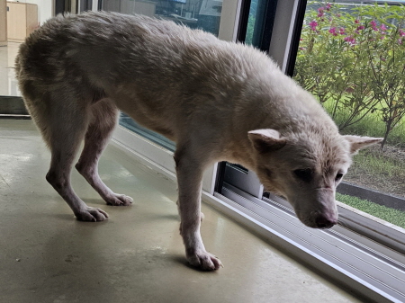 원주시동물보호센터_442419202500738