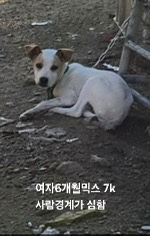 보호중 믹스견의 가…