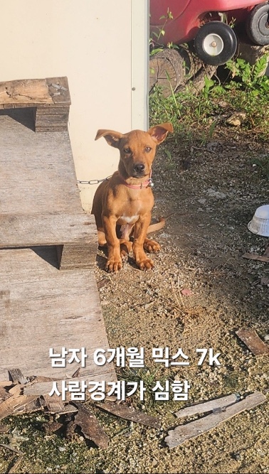 보호중 믹스견의 가…