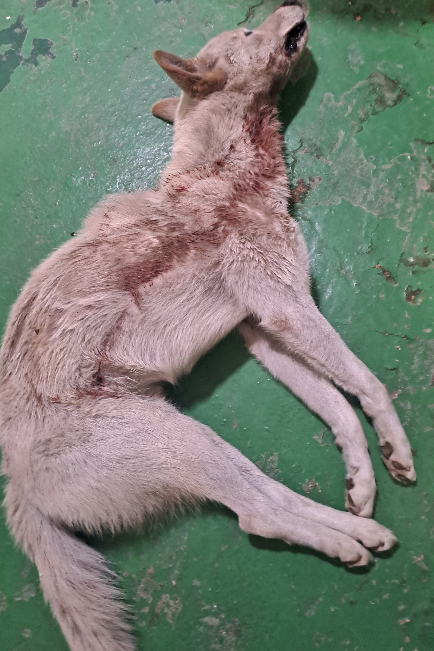 대구유기동물보호협회_427345202500559