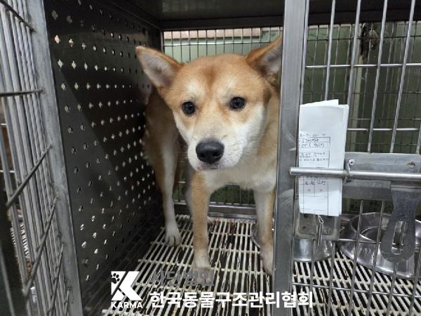 보호중 시바의 가족…