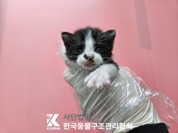 보호중 한국 고양이…