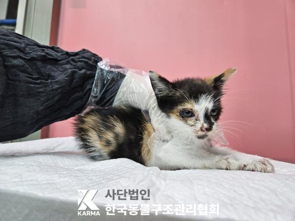 한국동물구조관리협회_441409202501320