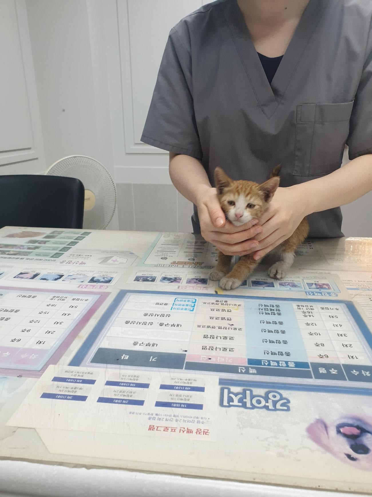 보호중 한국 고양이…