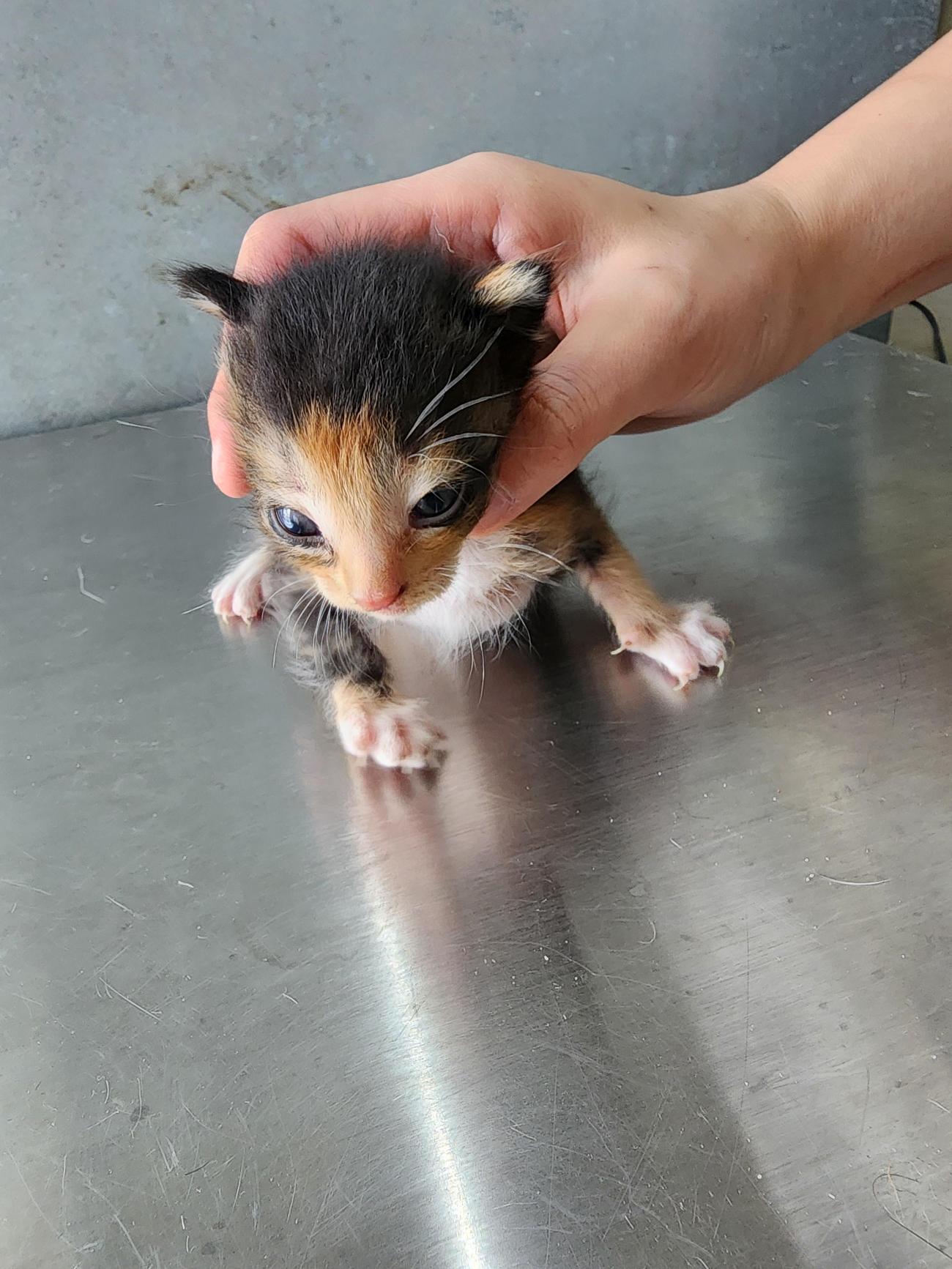 보호중 한국 고양이…