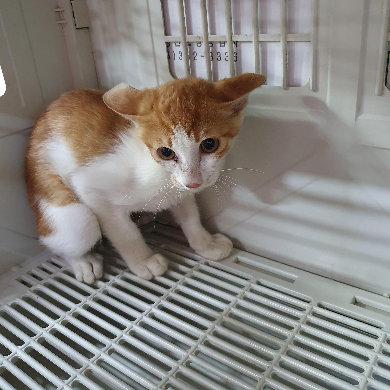 보호중 한국 고양이…