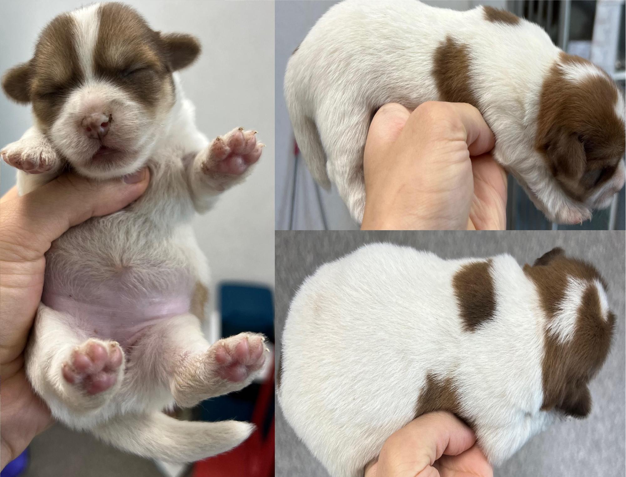 서산시 동물보호센터_444453202501058