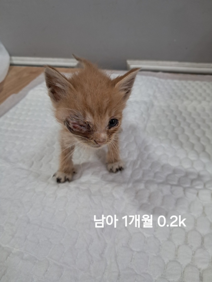 보호중 한국 고양이…