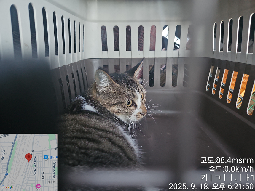 대전동물보호센터_430368202500341