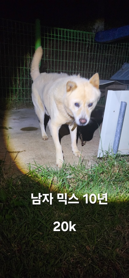보호중 믹스견의 가…