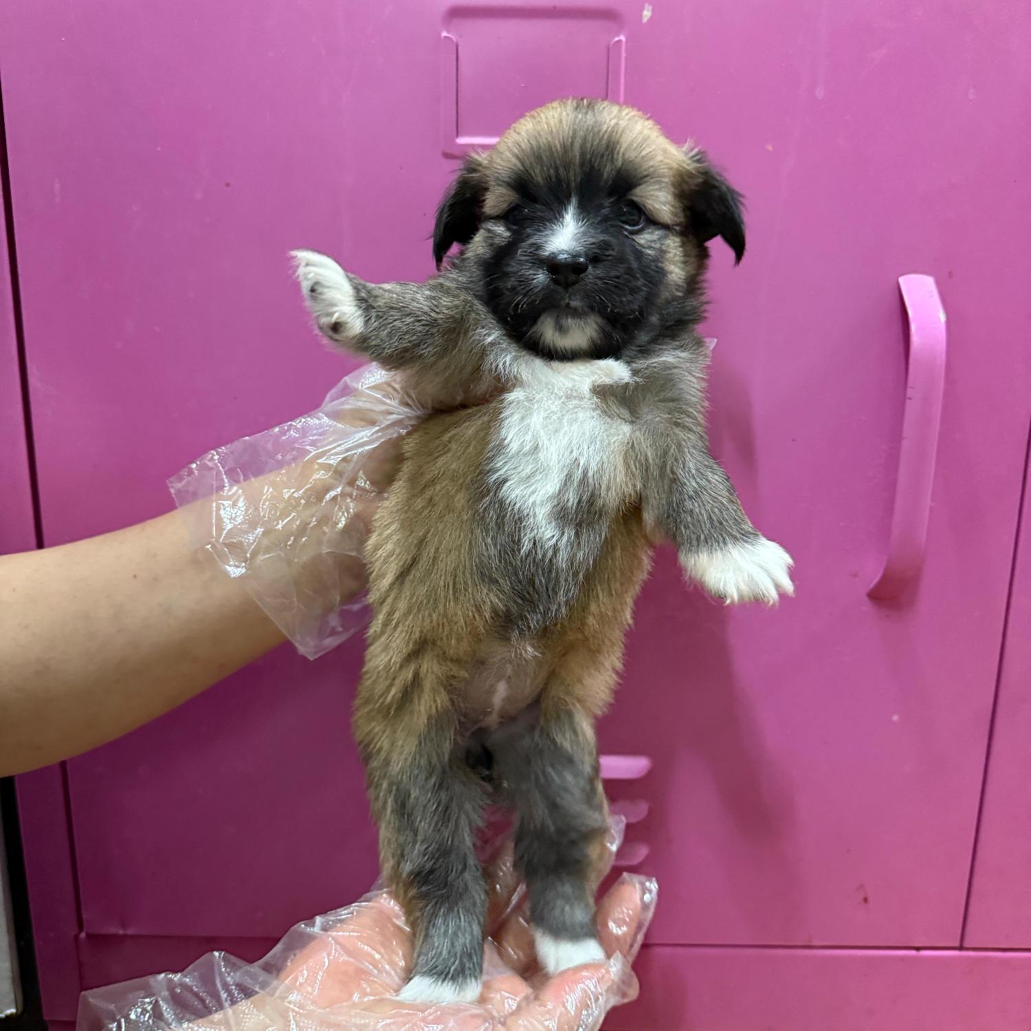 울산유기동물보호센터_431372202500612