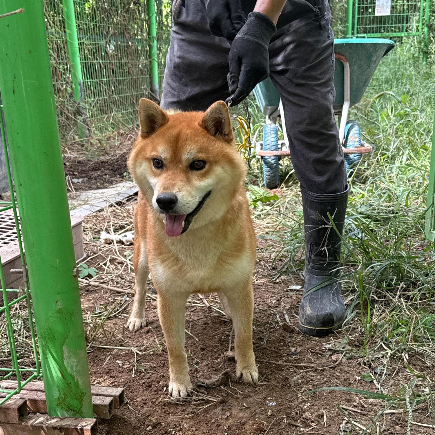 보호중 시바의 가족…