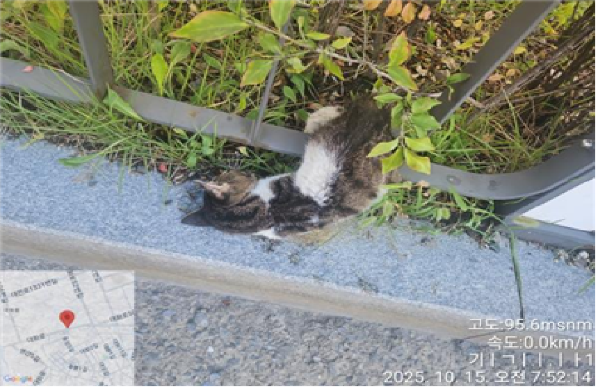 대전동물보호센터_430368202500390