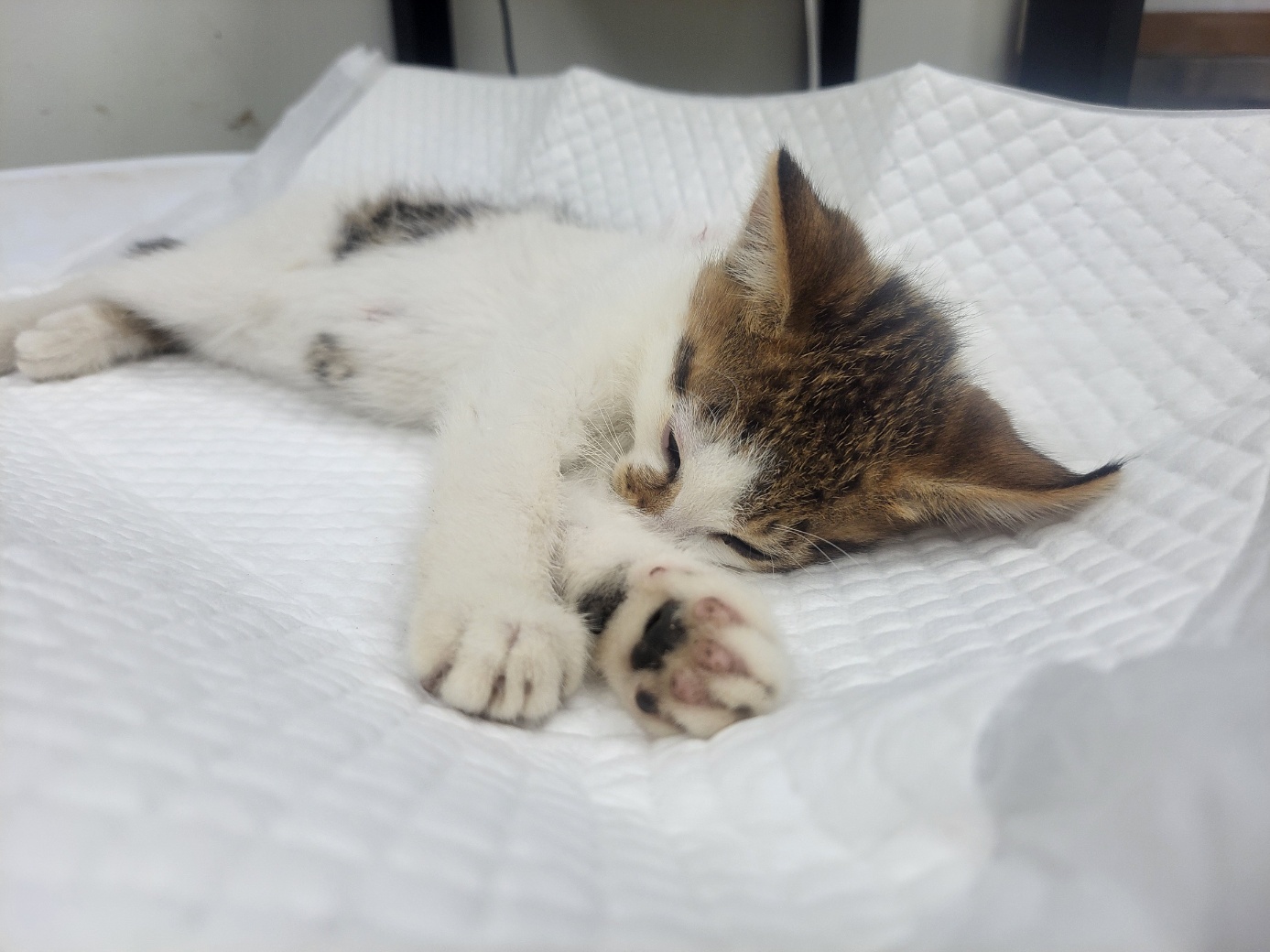 고양시동물보호센터_441394202502149