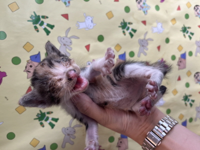 종료(자연사) 믹스…