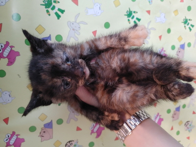 종료(입양) 믹스묘…