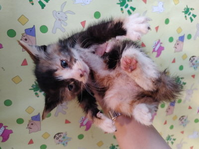 보호중 믹스묘의 가…