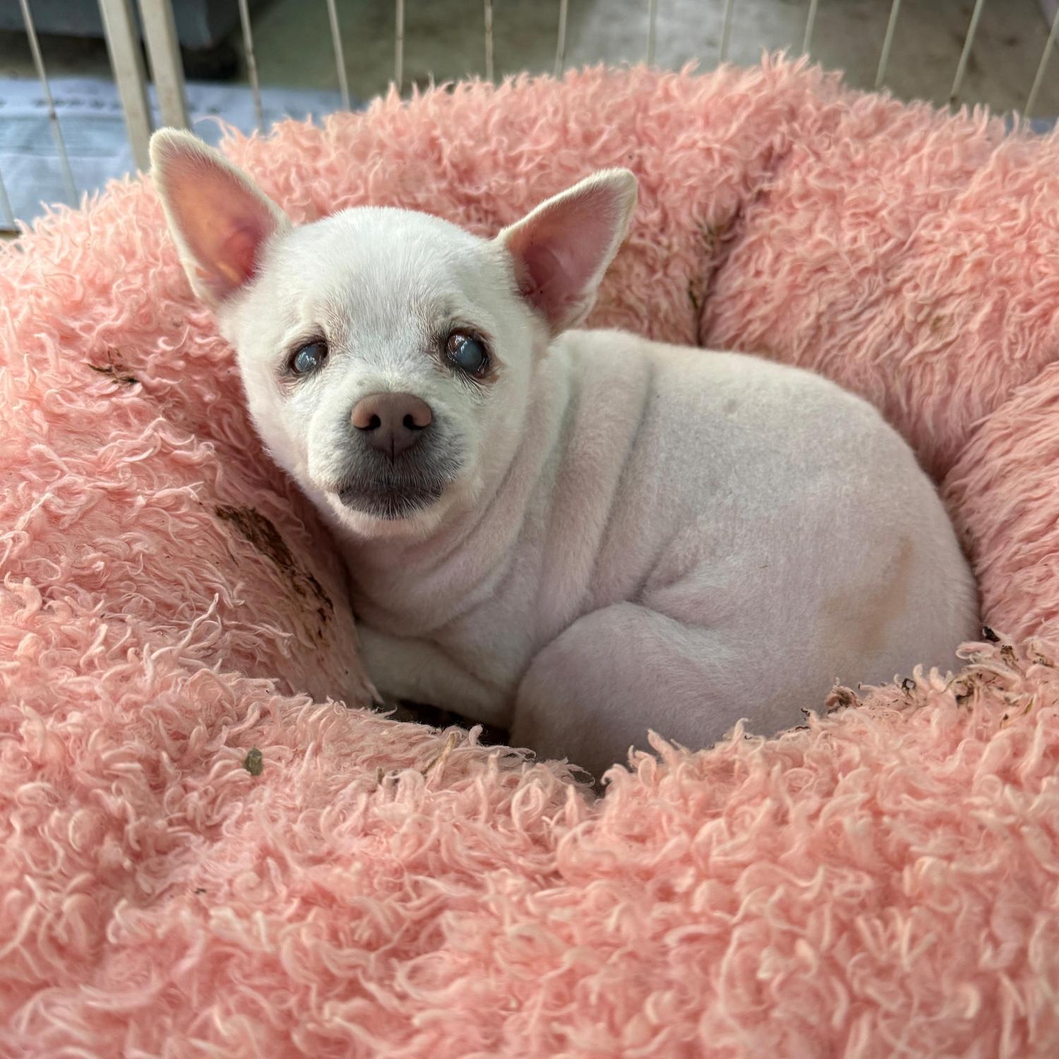 보호중 치와와의 가…