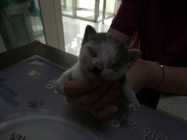 화원연합동물병원_427348202501046