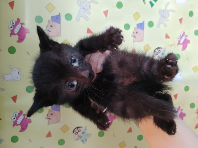 종료(입양) 믹스묘…