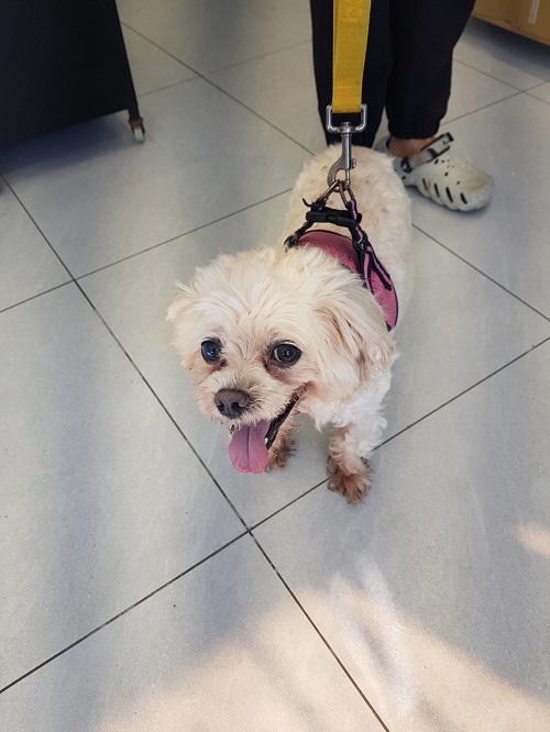 종료(반환) 믹스견…