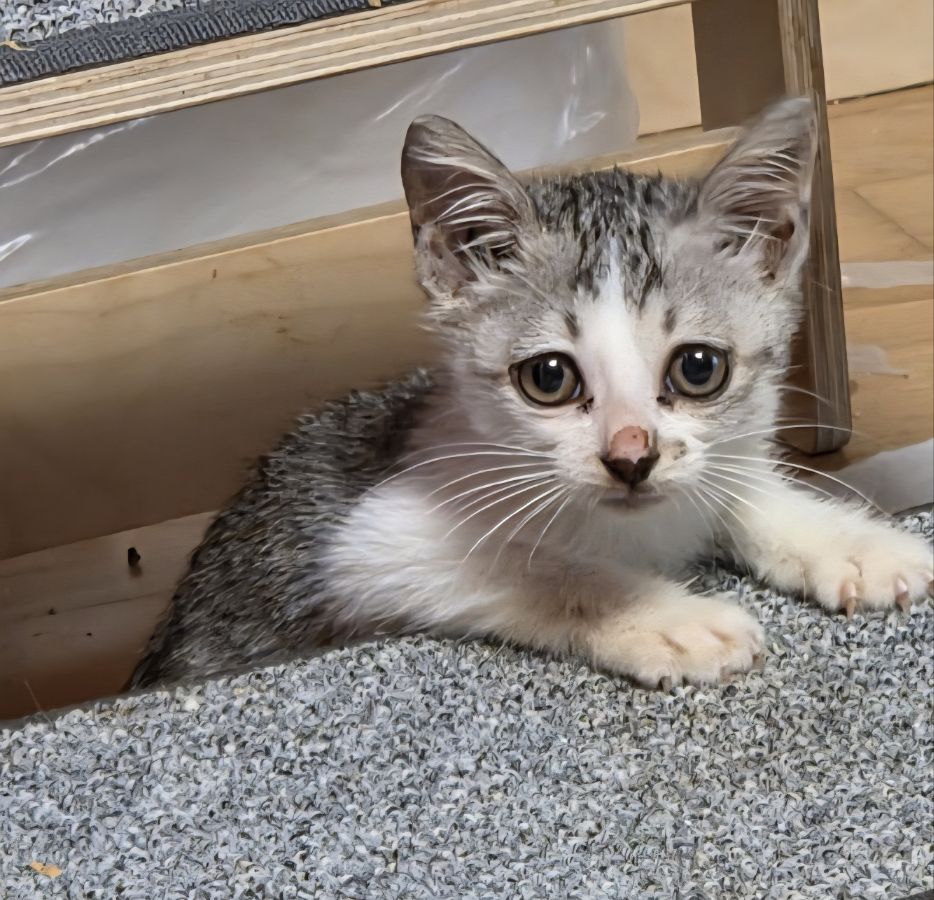 종료(자연사) 한국…