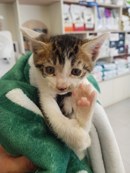 종료(입양) 한국 …