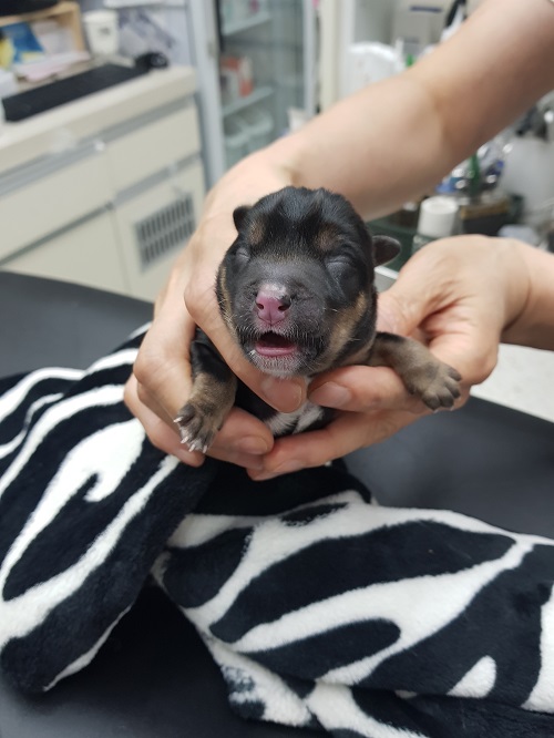 조재진동물병원_428354202500987