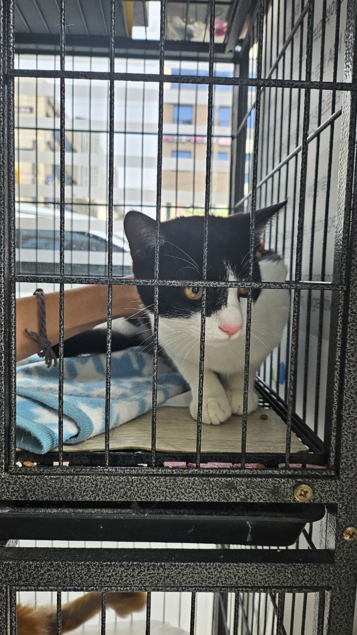 대구시수의사회(삼성)_427343202500933