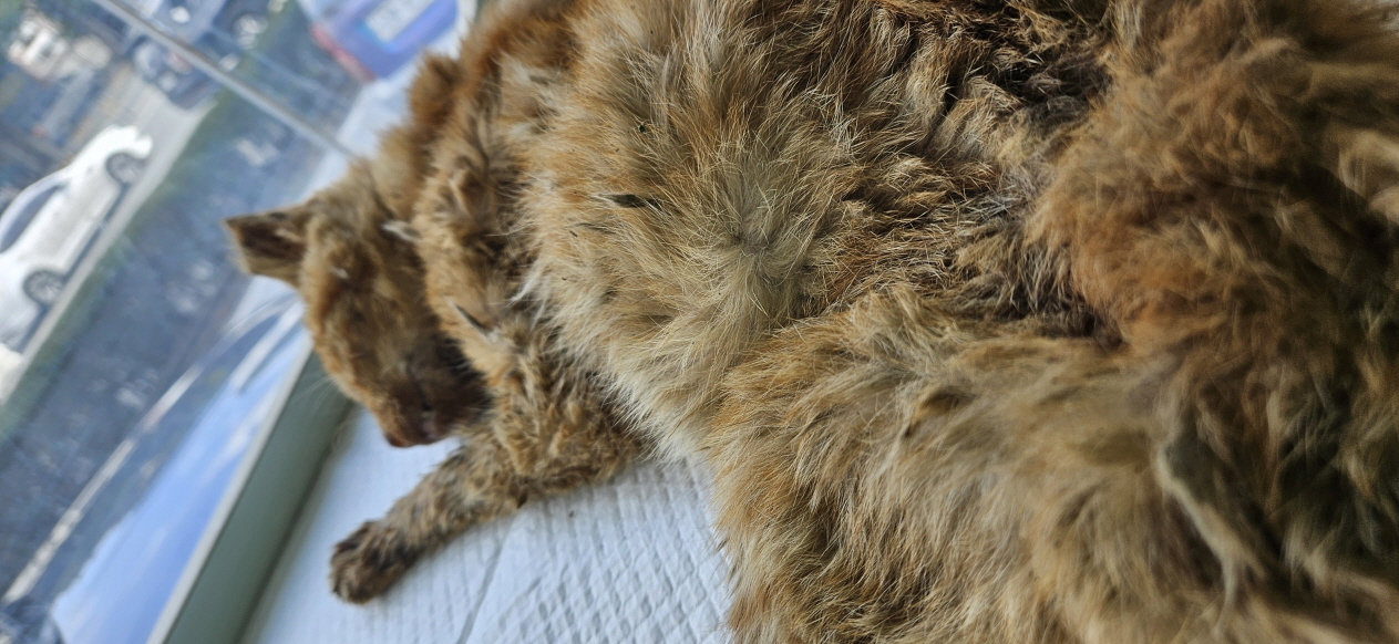 보호중 한국 고양이…