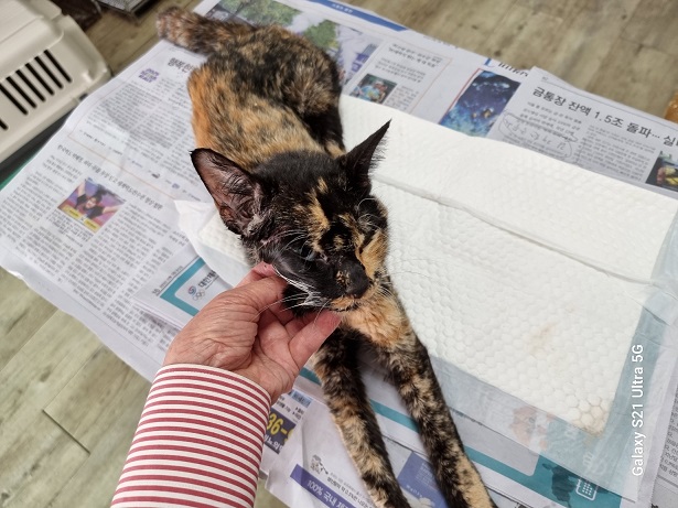 종료(자연사) 한국…