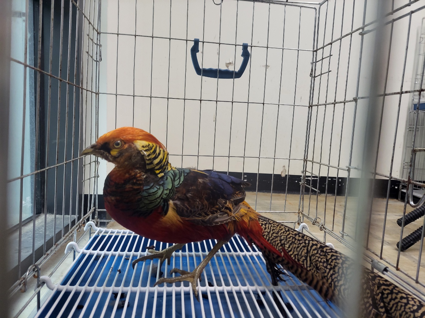 종료(입양) 기타축…