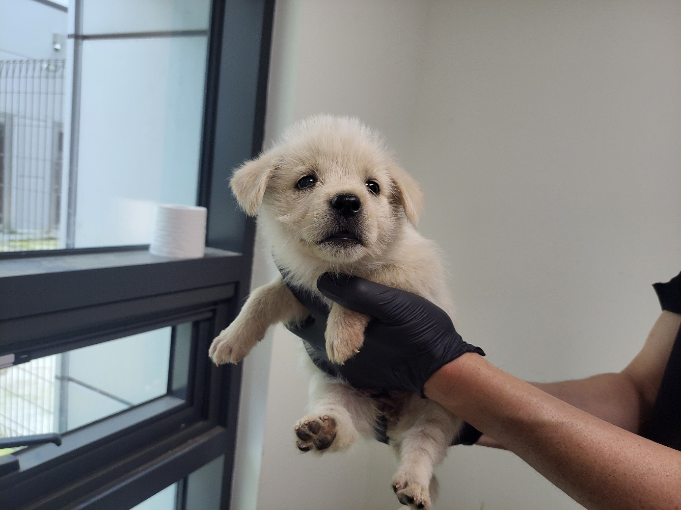 보호중 믹스견의 가…