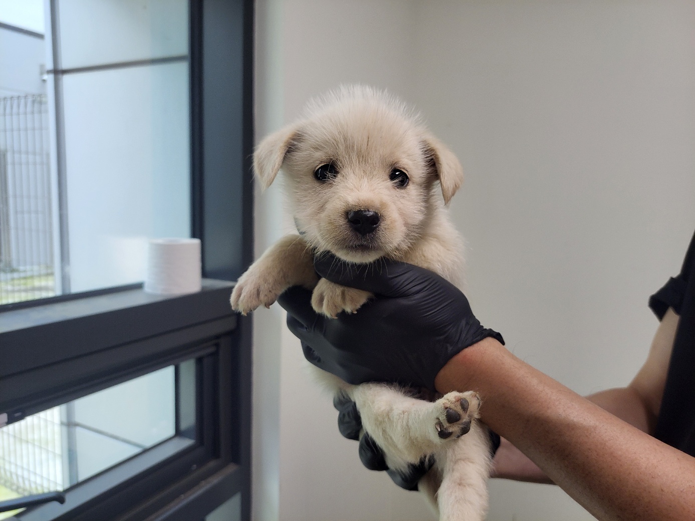 고양시동물보호센터_441394202502162