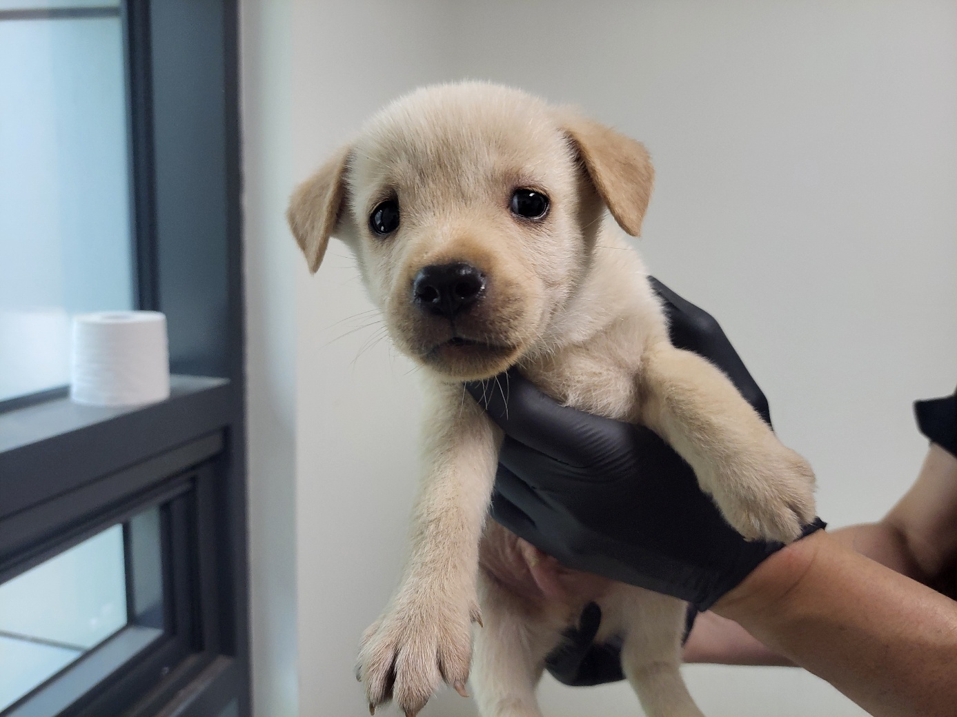 고양시동물보호센터_441394202502158