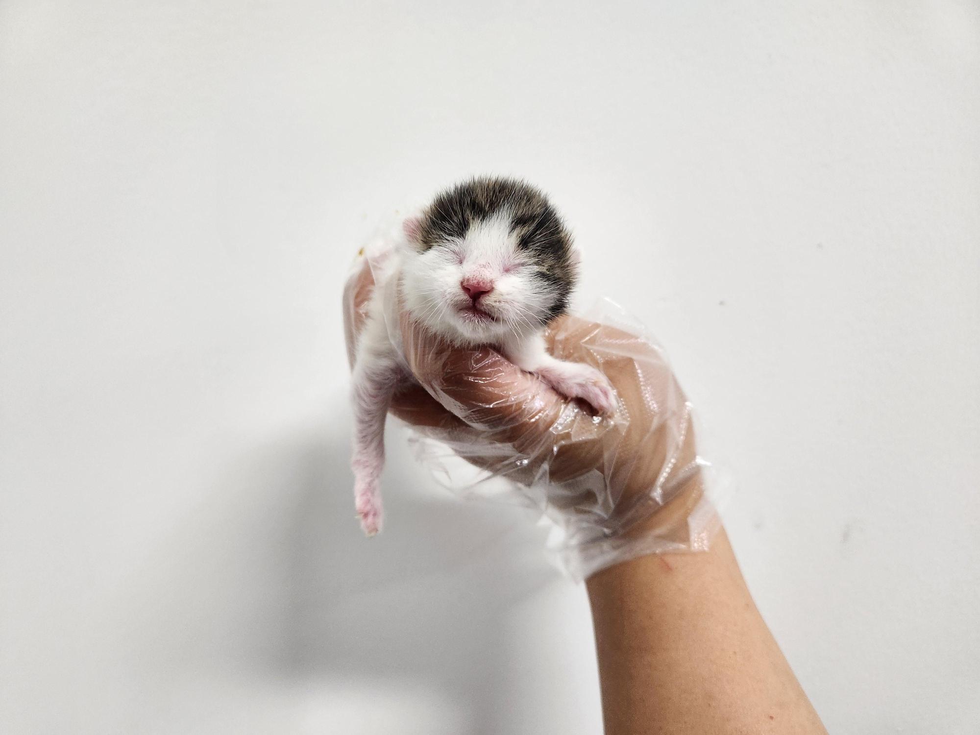 광주TNR동물병원송정_441554202501635